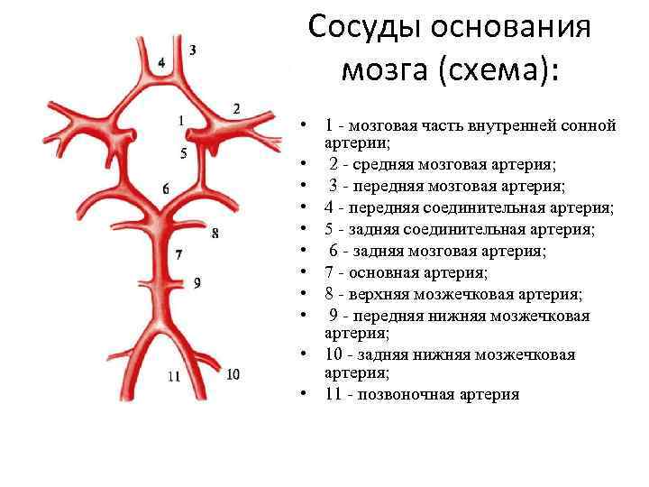 Сосуды основания мозга (схема): • 1 - мозговая часть внутренней сонной артерии; • 2