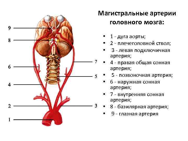 Магистральные артерии головного мозга: • 1 - дуга аорты; • 2 - плечеголовной ствол;
