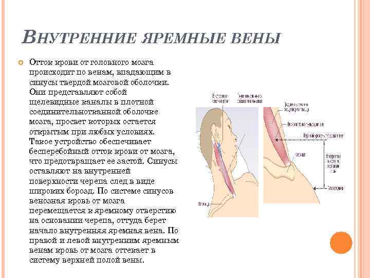 ВНУТРЕННИЕ ЯРЕМНЫЕ ВЕНЫ Отток крови от головного мозга происходит по венам, впадающим в синусы