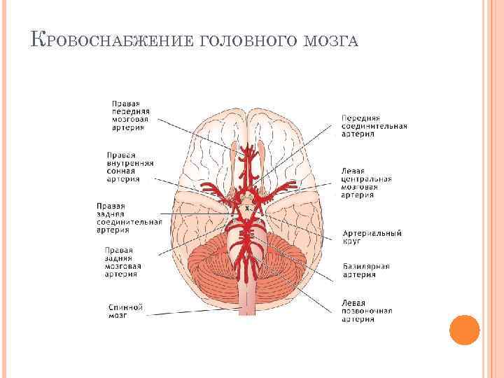 КРОВОСНАБЖЕНИЕ ГОЛОВНОГО МОЗГА 