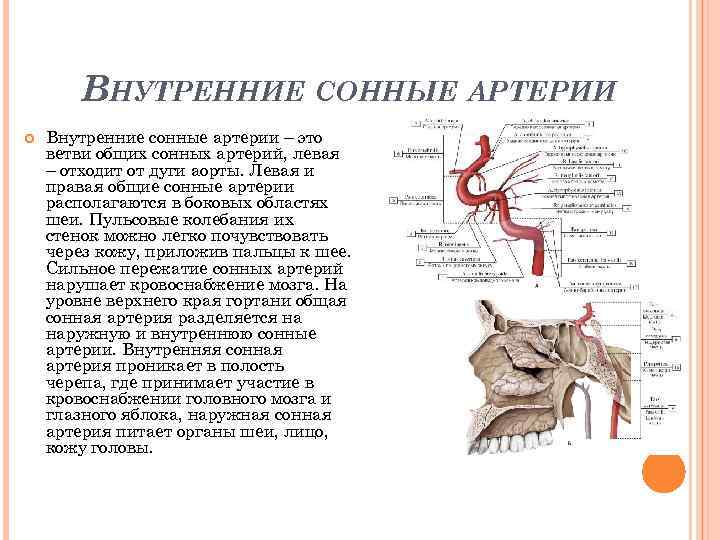 ВНУТРЕННИЕ СОННЫЕ АРТЕРИИ Внутренние сонные артерии – это ветви общих сонных артерий, левая –