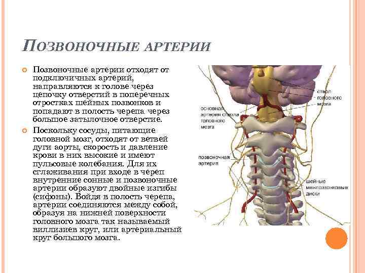 ПОЗВОНОЧНЫЕ АРТЕРИИ Позвоночные артерии отходят от подключичных артерий, направляются к голове через цепочку отверстий