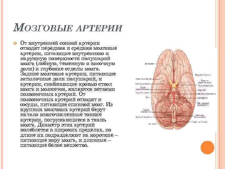 МОЗГОВЫЕ АРТЕРИИ От внутренней сонной артерии отходят передняя и средняя мозговые артерии, питающие внутреннюю
