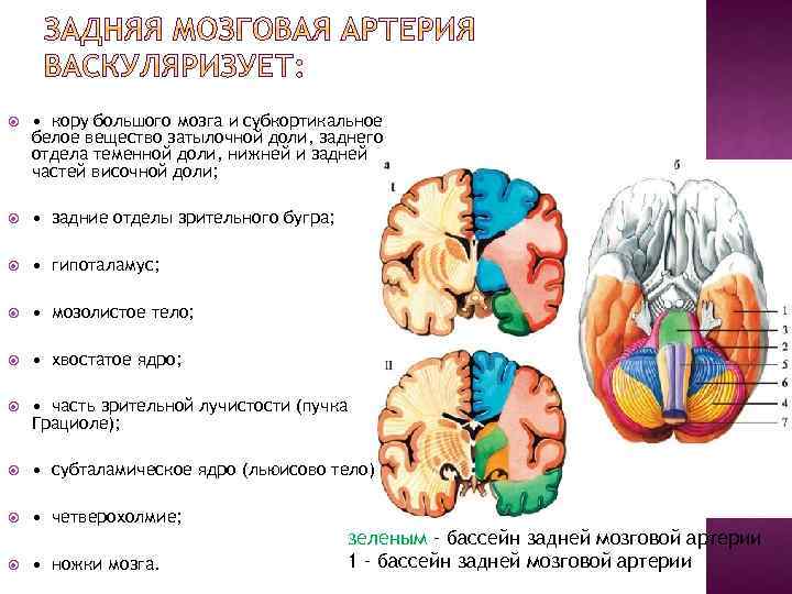  • кору большого мозга и субкортикальное белое вещество затылочной доли, заднего отдела теменной