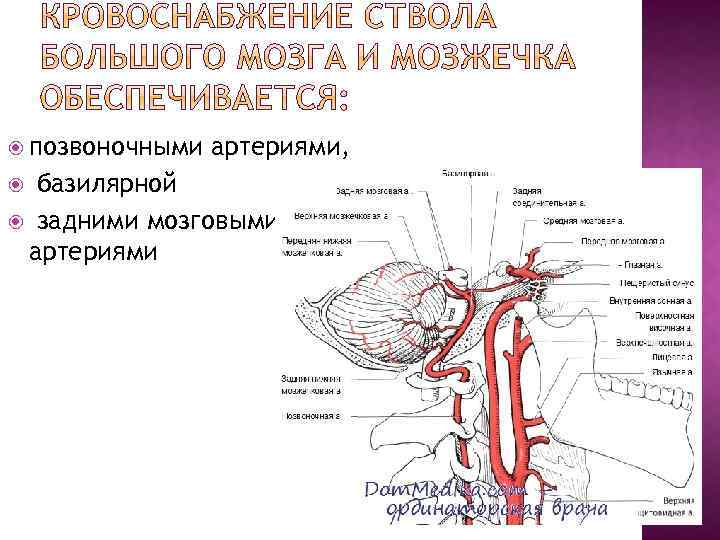  позвоночными артериями, базилярной задними мозговыми артериями 