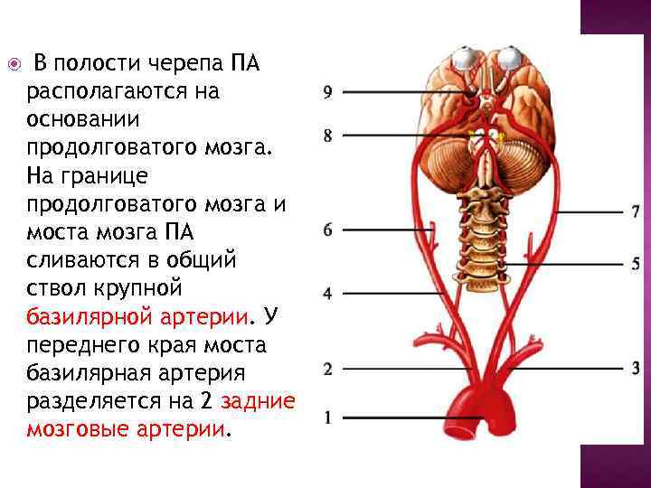 В полости черепа ПА располагаются на основании продолговатого мозга. На границе продолговатого мозга