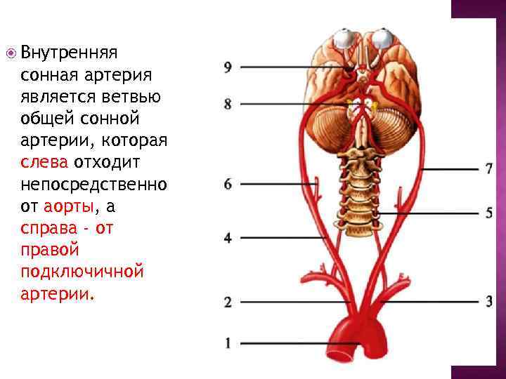  Внутренняя сонная артерия является ветвью общей сонной артерии, которая слева отходит непосредственно от