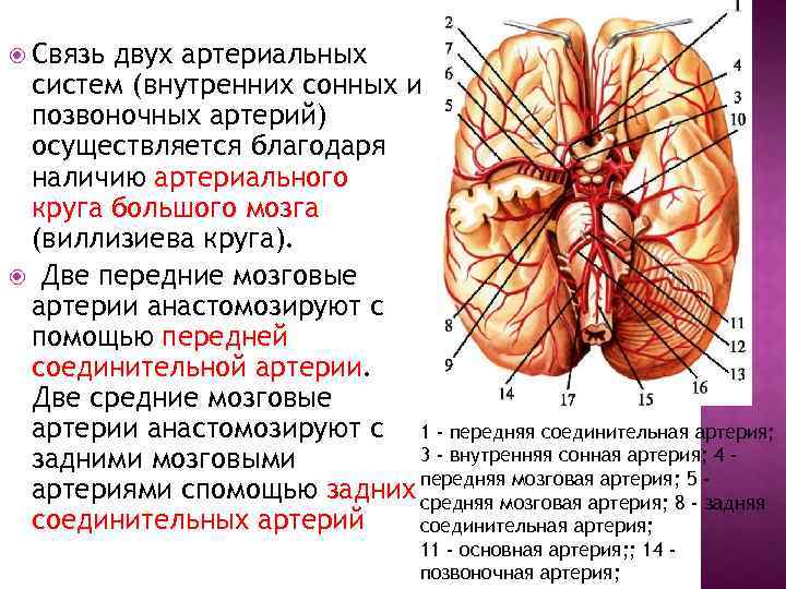  Связь двух артериальных систем (внутренних сонных и позвоночных артерий) осуществляется благодаря наличию артериального