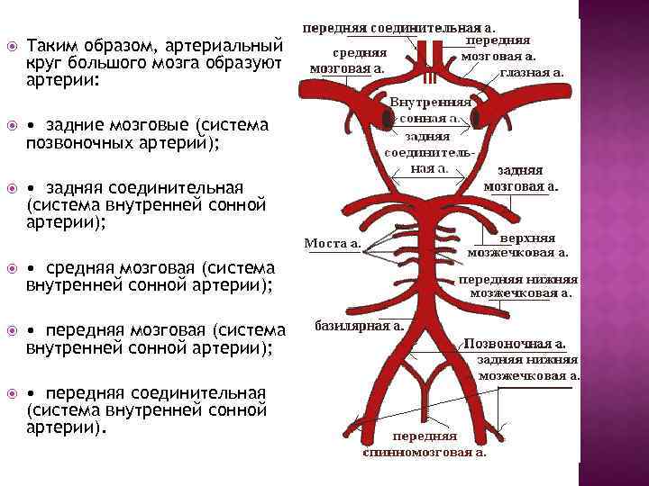  Таким образом, артериальный круг большого мозга образуют артерии: • задние мозговые (система позвоночных