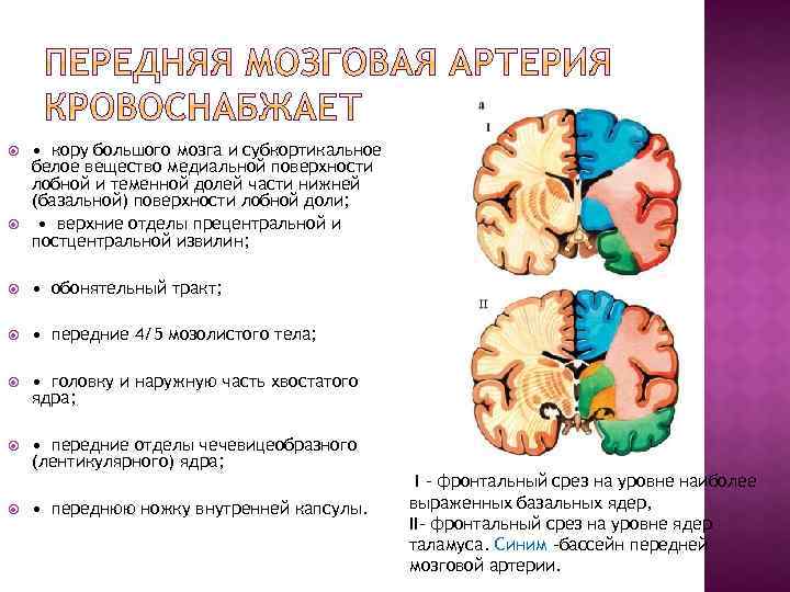  • кору большого мозга и субкортикальное белое вещество медиальной поверхности лобной и теменной