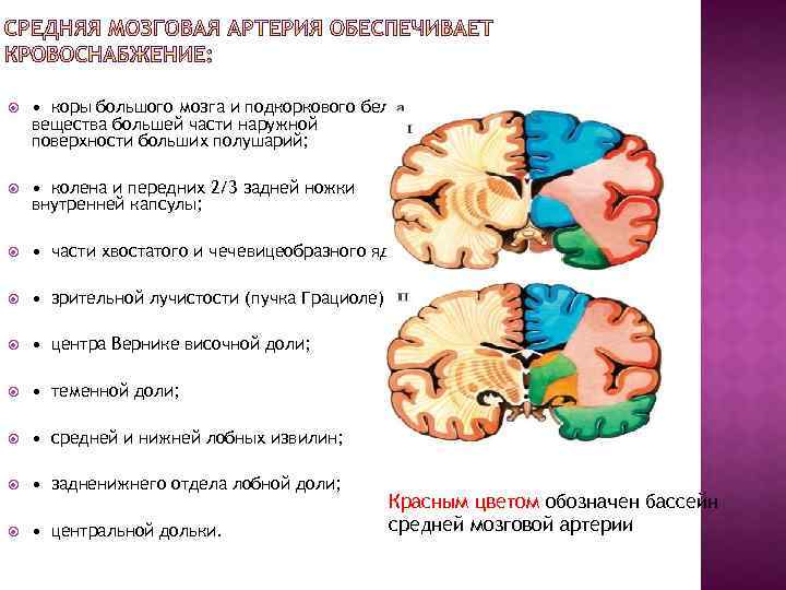  • коры большого мозга и подкоркового белого вещества большей части наружной поверхности больших