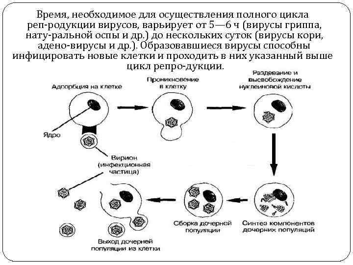 Время, необходимое для осуществления полного цикла реп родукции вирусов, варьирует от 5— 6 ч