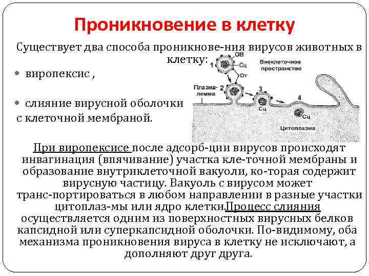 Проникновение в клетку Существует два способа проникнове ния вирусов животных в клетку: виропексис ,