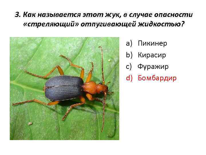 3. Как называется этот жук, в случае опасности «стреляющий» отпугивающей жидкостью? a) b) c)