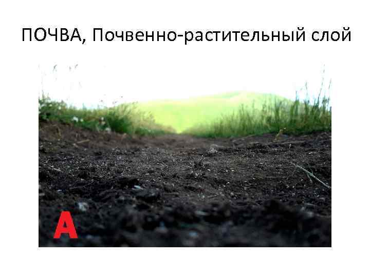 ПОЧВА, Почвенно-растительный слой 