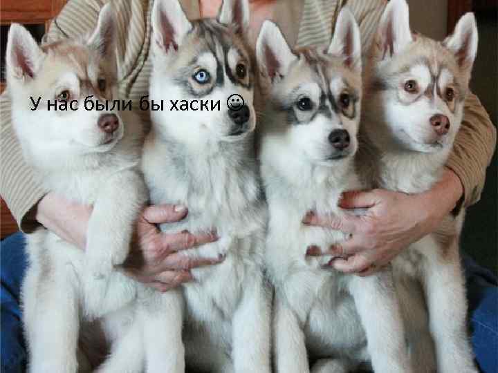 У нас были бы хаски 