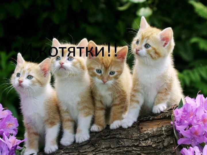  • И котятки!! 