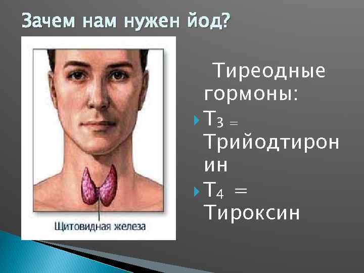 Зачем нам нужен йод? Тиреодные гормоны: T 3 = Трийодтирон ин T 4 =