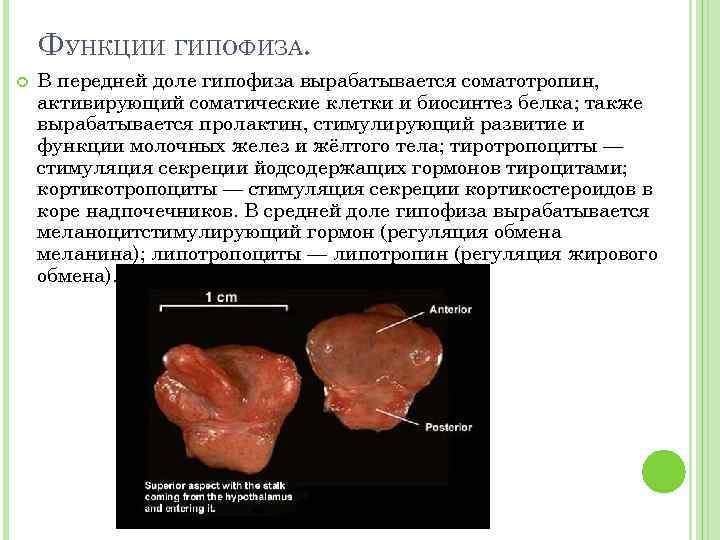 ФУНКЦИИ ГИПОФИЗА. В передней доле гипофиза вырабатывается соматотропин, активирующий соматические клетки и биосинтез белка;