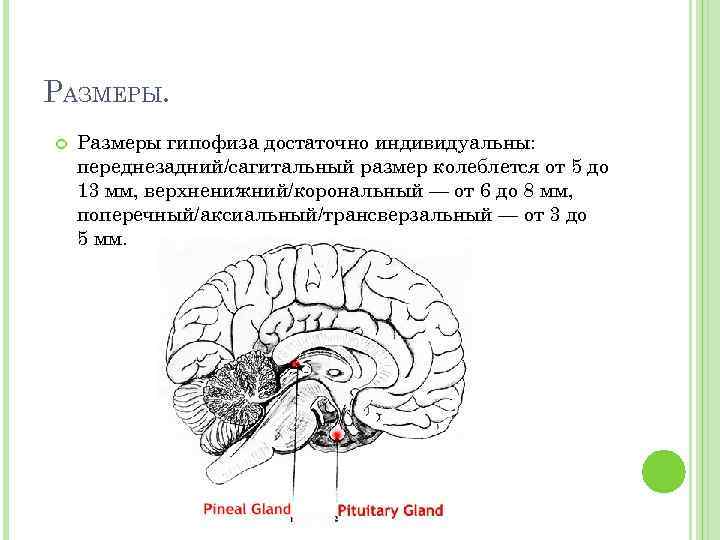 Какой цифрой на рисунке обозначен гипофиз рисунок мозга
