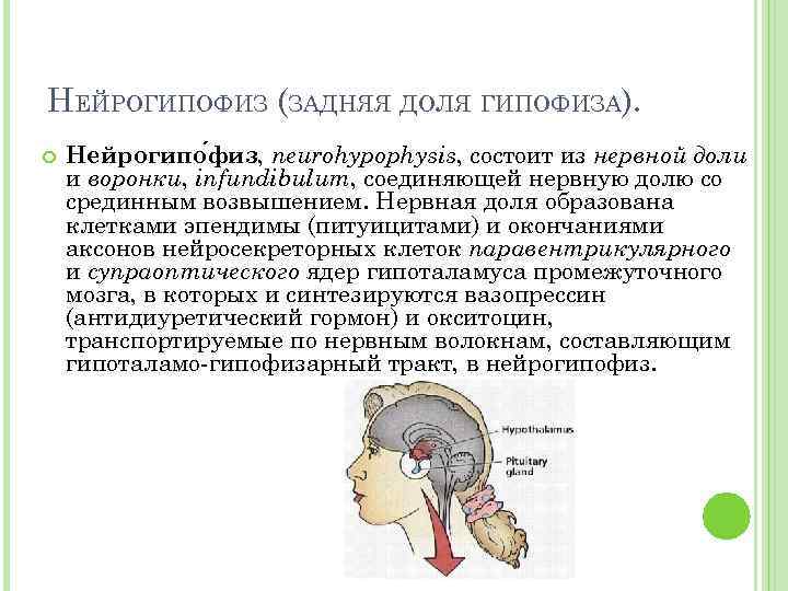 Мр картина диффузно неоднородной структуры гипофиза что это