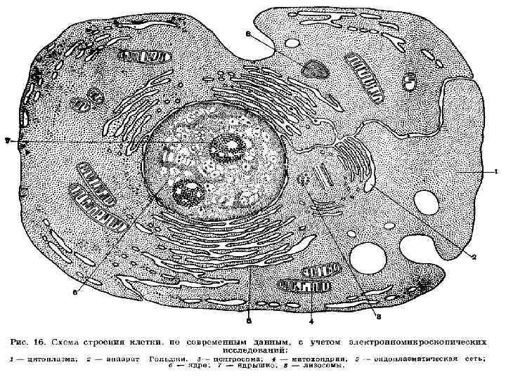 Эндоплазматическая сеть в клетке рисунок