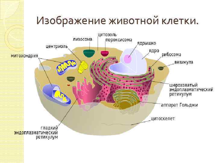 Изображение животной клетки. 