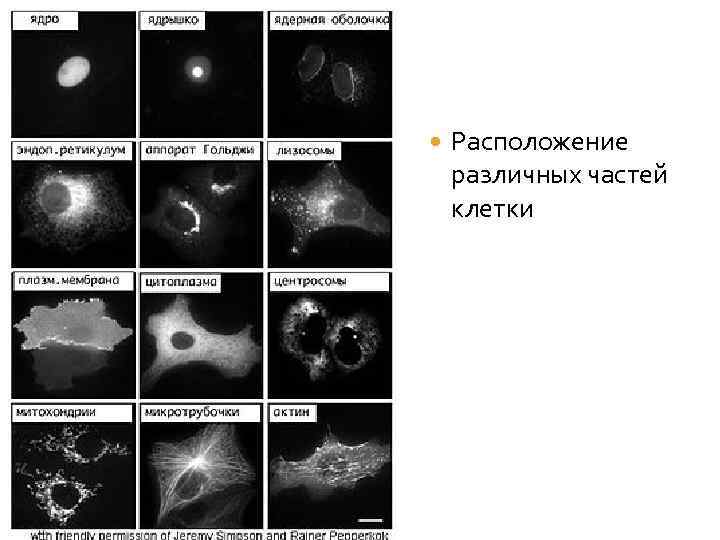  Расположение различных частей клетки 