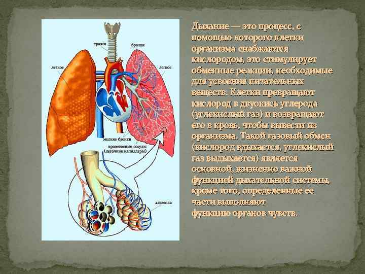Дыхание — это процесс, с помощью которого клетки организма снабжаются кислородом, это стимулирует обменные