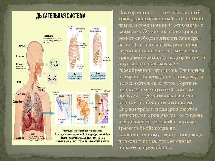 Дайте характеристику органам дыхания