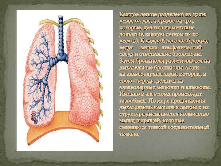 Каждое легкое разделено на доли: левое на две, а правое на три, которые, делятся