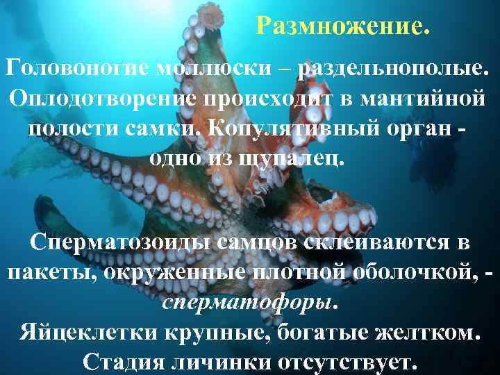 Размножение. Головоногие моллюски – раздельнополые. Оплодотворение происходит в мантийной полости самки. Копулятивный орган одно