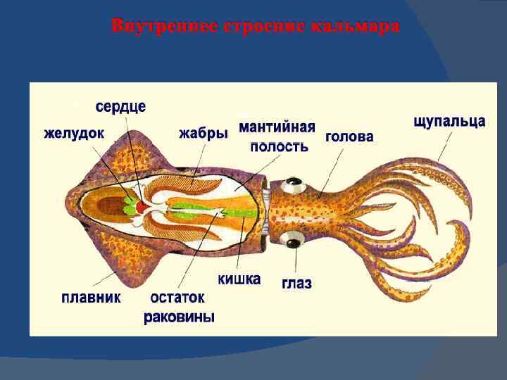 Внутреннее строение кальмара 