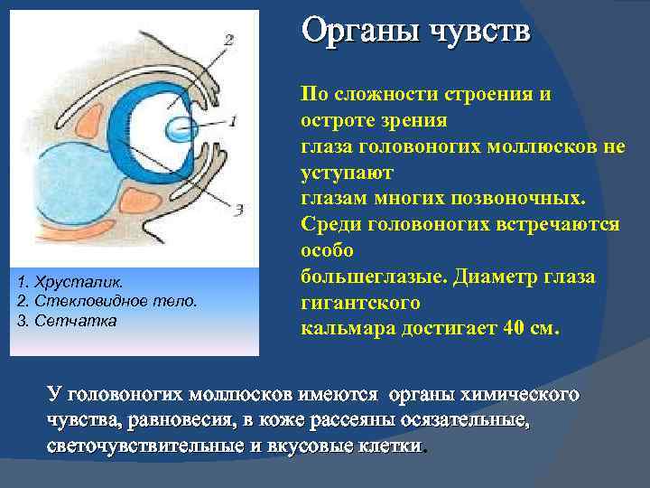 Органы чувств 1. Хрусталик. 2. Стекловидное тело. 3. Сетчатка По сложности строения и остроте