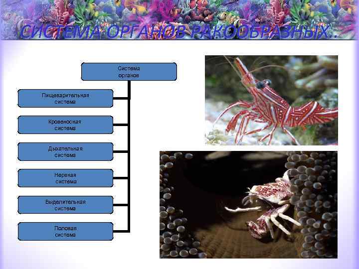 СИСТЕМА ОРГАНОВ РАКООБРАЗНЫХ. . Система органов Пищеварительная система Кровеносная система Дыхательная система Нервная система