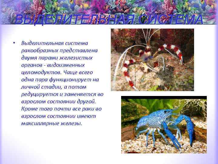 ВЫДЕЛИТЕЛЬНАЯ СИСТЕМА • Выделительная система ракообразных представлена двумя парами железистых органов - видоизменных целомодуктов.