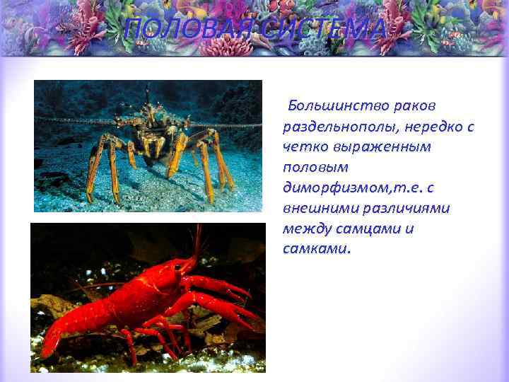 ПОЛОВАЯ СИСТЕМА • Большинство раков раздельнополы, нередко с четко выраженным половым диморфизмом, т. е.