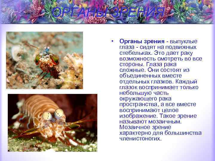 ОРГАНЫ ЗРЕНИЯ • Органы зрения - выпуклые глаза - сидят на подвижных стебельках. Это