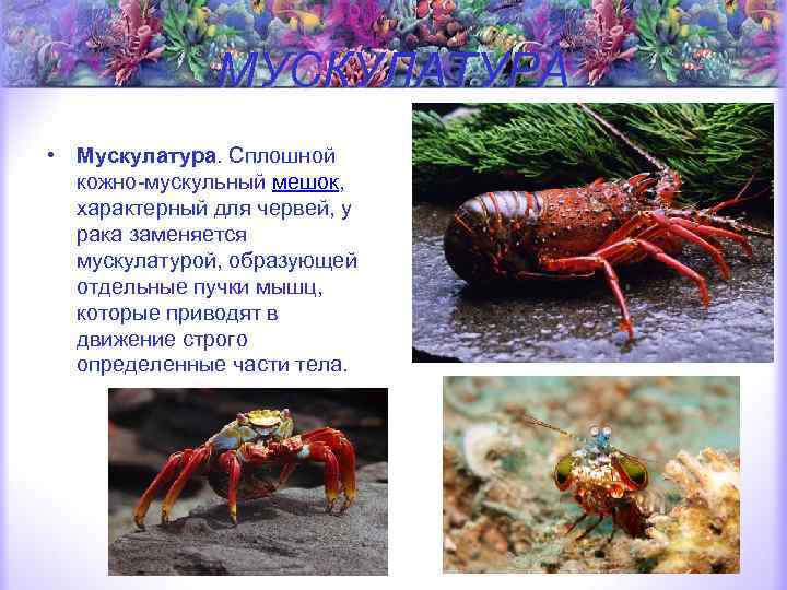 МУСКУЛАТУРА • Мускулатура. Сплошной кожно-мускульный мешок, характерный для червей, у рака заменяется мускулатурой, образующей