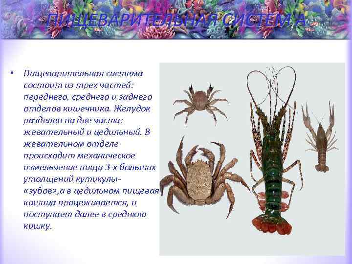 ПИЩЕВАРИТЕЛЬНАЯ СИСТЕМ А • Пищеварительная система состоит из трех частей: переднего, среднего и заднего