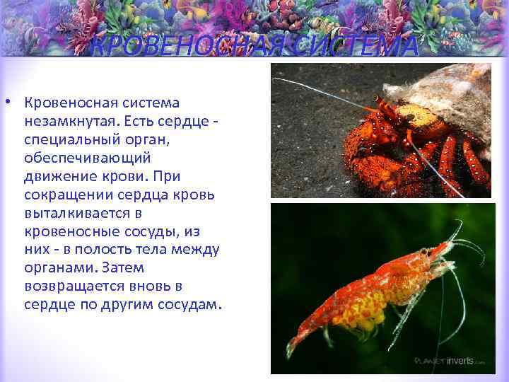 КРОВЕНОСНАЯ СИСТЕМА • Кровеносная система незамкнутая. Есть сердце - специальный орган, обеспечивающий движение крови.