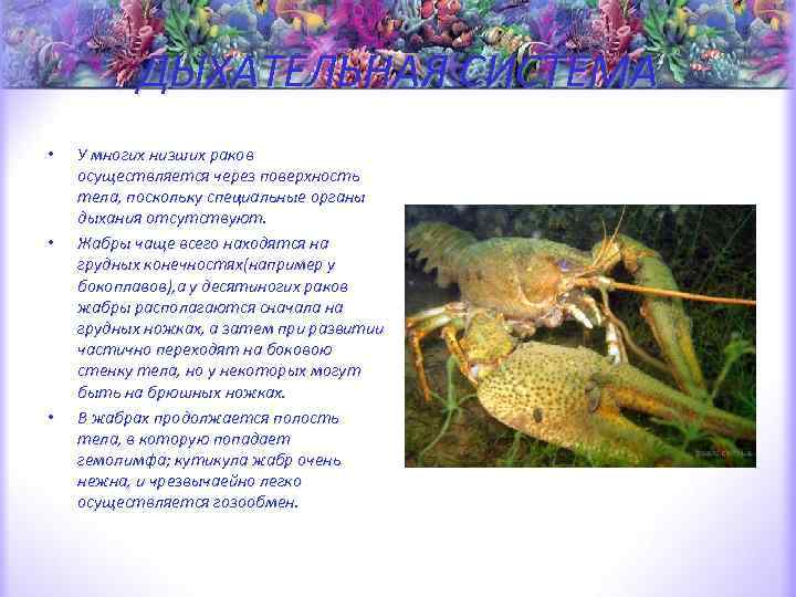 ДЫХАТЕЛЬНАЯ СИСТЕМА • • • У многих низших раков осуществляется через поверхность тела, поскольку