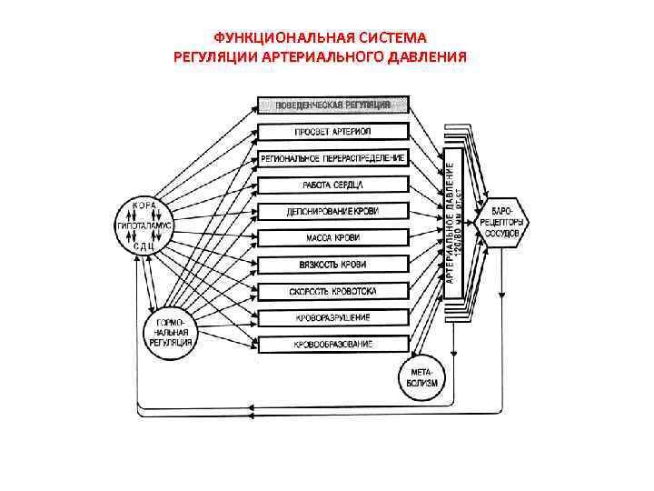 ФУНКЦИОНАЛЬНАЯ СИСТЕМА РЕГУЛЯЦИИ АРТЕРИАЛЬНОГО ДАВЛЕНИЯ 