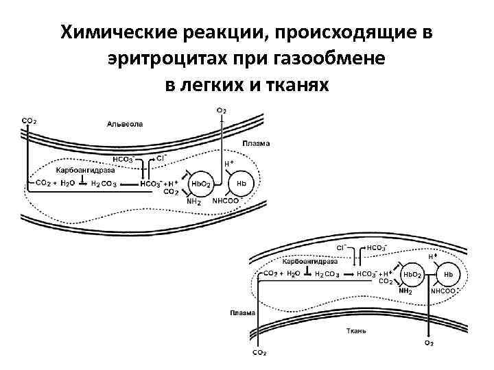 Химические реакции, происходящие в эритроцитах при газообмене в легких и тканях 