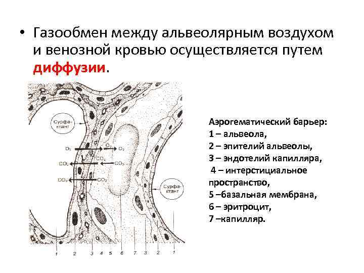 Аэрогематический барьер гистология рисунок