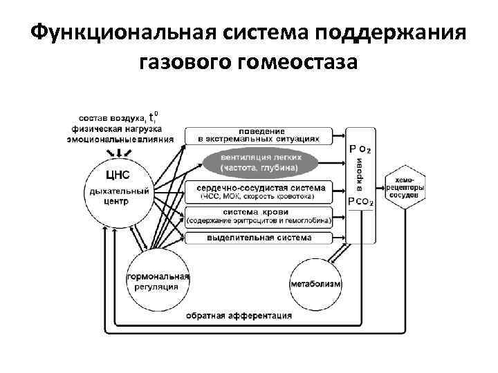 Функциональная система поддержания газового гомеостаза 