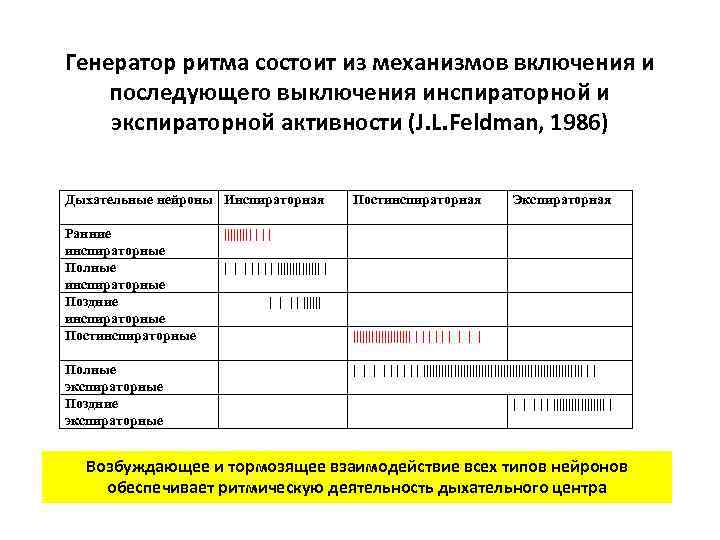 Генератор ритма состоит из механизмов включения и последующего выключения инспираторной и экспираторной активности (J.