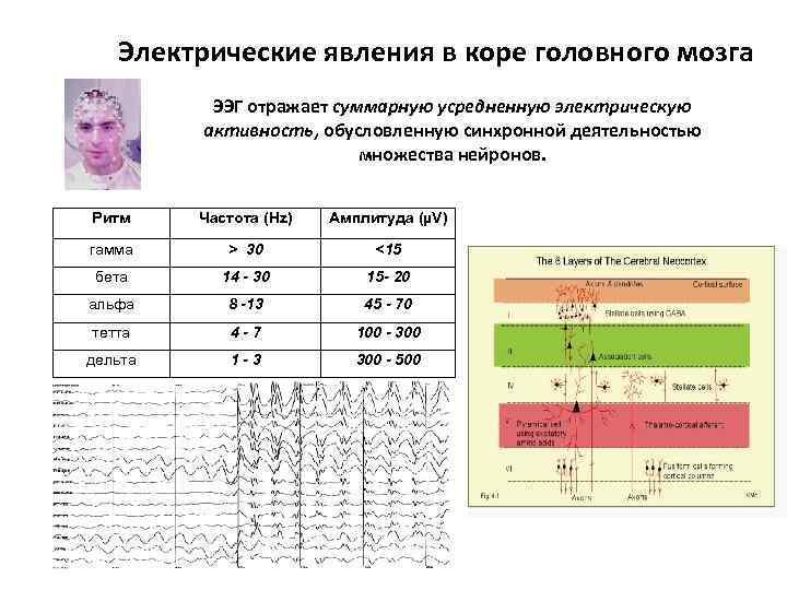 Электрические явления в коре головного мозга ЭЭГ отражает суммарную усредненную электрическую активность, обусловленную синхронной