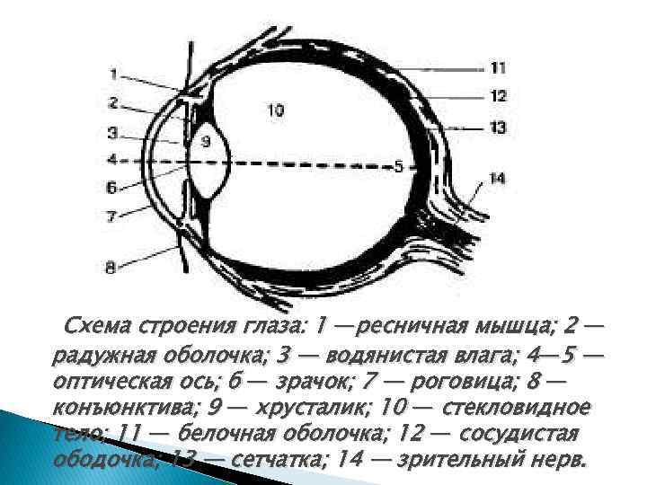 Фокусировку изображения обеспечивает a хрусталик б зрачок b стекловидное тело