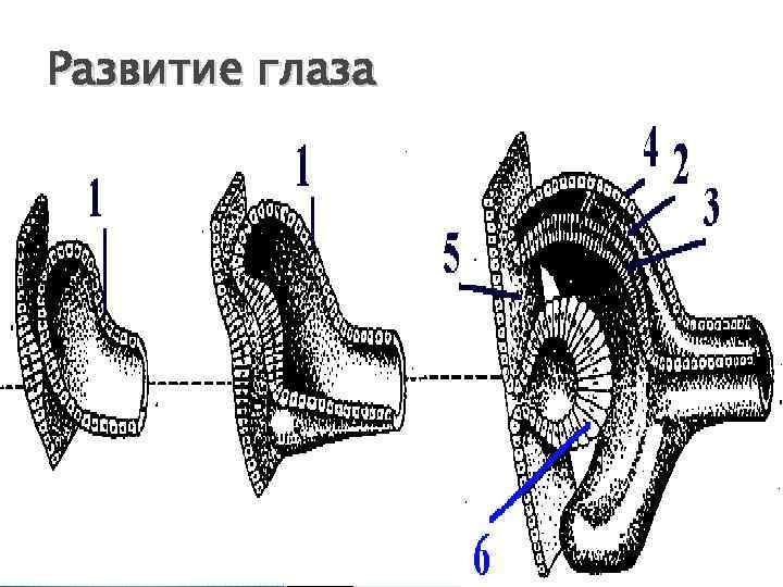 Развитие глаза 